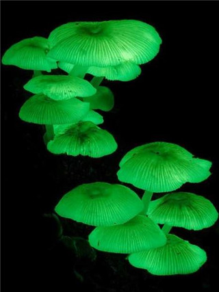 奇特蘑菇盘点：天蓝蘑菇通体蓝色281 / 作者:UFO爱好者 / 帖子ID:85925