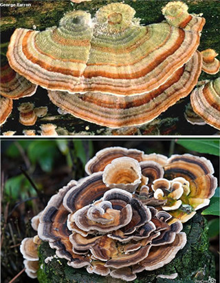 奇特蘑菇盘点：天蓝蘑菇通体蓝色798 / 作者:UFO爱好者 / 帖子ID:85925