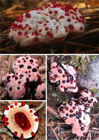 奇特蘑菇盘点：天蓝蘑菇通体蓝色647 / 作者:UFO爱好者 / 帖子ID:85925