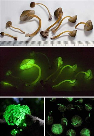奇特蘑菇盘点：天蓝蘑菇通体蓝色650 / 作者:UFO爱好者 / 帖子ID:85925