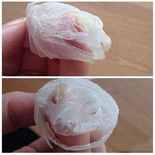惊人秘密：几何白菜 阜康陨石687 / 作者:UFO爱好者 / 帖子ID:85965