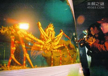 世界最大螃蟹：杀人蟹凶狠无比多人葬身蟹腹469 / 作者:UFO爱好者 / 帖子ID:84102