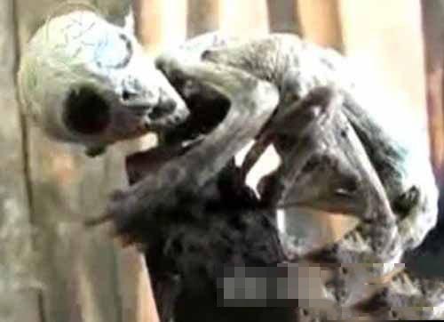 外星人与人类混血被曝光 真实面目骇人830 / 作者:UFO爱好者 / 帖子ID:73630
