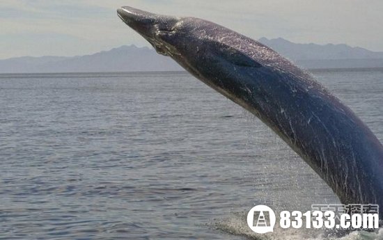 大海蛇,传说中的大海蛇去哪里了648 / 作者:UFO爱好者 / 帖子ID:86229
