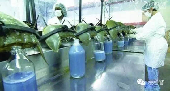 蓝色的血液，鲎血贵如黄金311 / 作者:UFO爱好者 / 帖子ID:77215