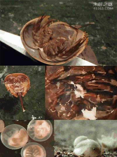 蓝色的血液，鲎血贵如黄金476 / 作者:UFO爱好者 / 帖子ID:77215