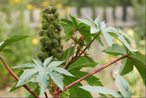 全球十大最危险植物：坏女人花最可怕106 / 作者:UFO爱好者 / 帖子ID:84493