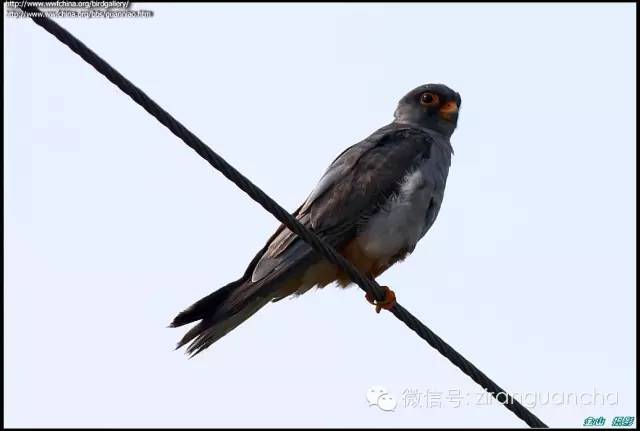 印度阿穆尔隼大屠杀9 / 作者:UFO爱好者 / 帖子ID:85812