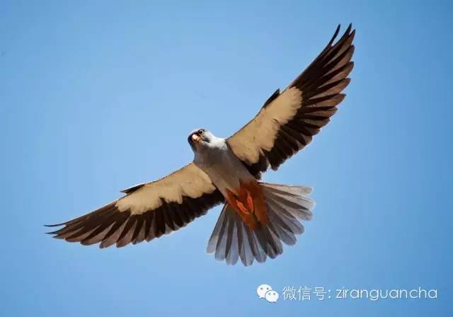 印度阿穆尔隼大屠杀7 / 作者:UFO爱好者 / 帖子ID:85812