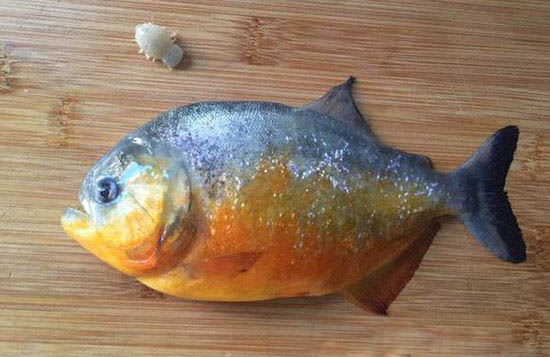 缩头鱼虱能食用？形态奇异是中药材470 / 作者:UFO爱好者 / 帖子ID:85138