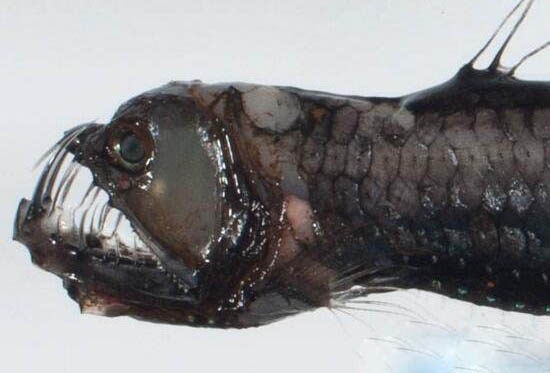 世界上最恐怖的海底生物，深海龙鱼异常凶猛489 / 作者:UFO爱好者 / 帖子ID:85061