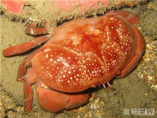 正直爱洁蟹：世界有毒螃蟹盘点443 / 作者:UFO爱好者 / 帖子ID:85811
