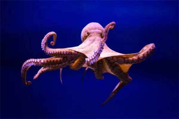为什么说章鱼是四维的 章鱼是四维生物有科学依据吗86 / 作者:UFO爱好者 / 帖子ID:103173