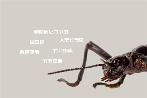 波尔斯金字塔岛树龙虾是虾子吗 树龙虾能不能吃461 / 作者:UFO爱好者 / 帖子ID:102864