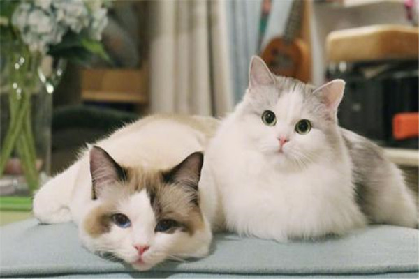 猫科动物为什么喜欢锁喉 猫科动物如何捕食猎物的19 / 作者:UFO爱好者 / 帖子ID:103034