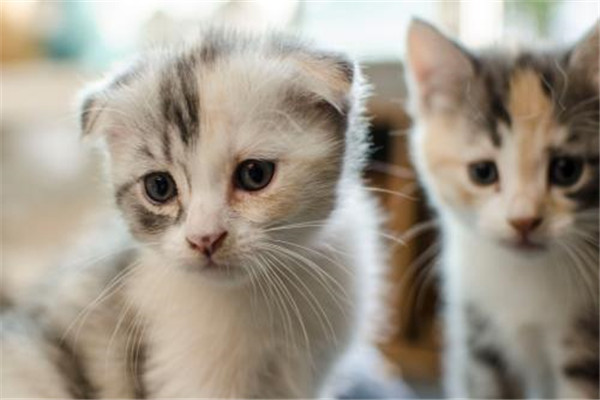 猫科动物为什么喜欢锁喉 猫科动物如何捕食猎物的138 / 作者:UFO爱好者 / 帖子ID:103034