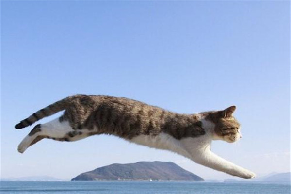 猫科动物为什么喜欢锁喉 猫科动物如何捕食猎物的531 / 作者:UFO爱好者 / 帖子ID:103034