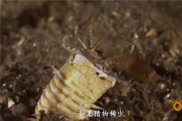 博比特虫有毒吗 博比特虫对人有危险吗563 / 作者:UFO爱好者 / 帖子ID:102735