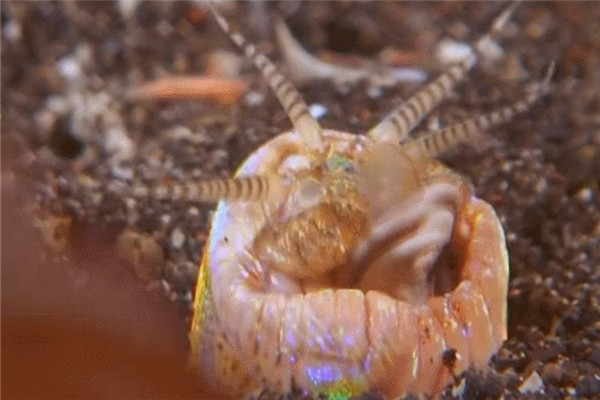 矶沙蚕和博比特虫谁厉害 博比特虫和矶沙蚕生存环境164 / 作者:UFO爱好者 / 帖子ID:102778