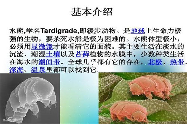 水熊虫寿命是多少年 水熊虫为什么可以活这么久775 / 作者:UFO爱好者 / 帖子ID:102826