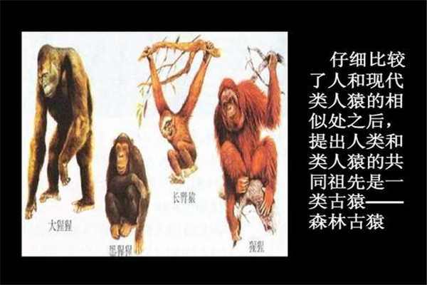 森林古猿到人类的进化过程 森林古猿和现代人有什么区别922 / 作者:UFO爱好者 / 帖子ID:73502