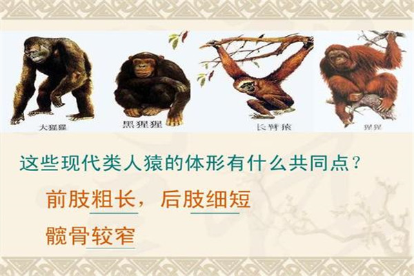 森林古猿到人类的进化过程 森林古猿和现代人有什么区别745 / 作者:UFO爱好者 / 帖子ID:73502