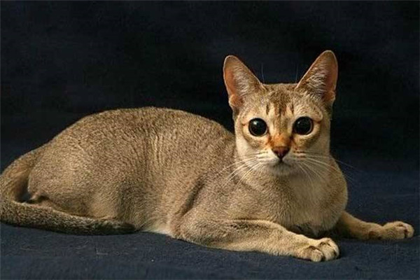 世界上体型最小的猫几千克 新加坡猫（1.8-3.6kg之间）180 / 作者:UFO爱好者 / 帖子ID:95200