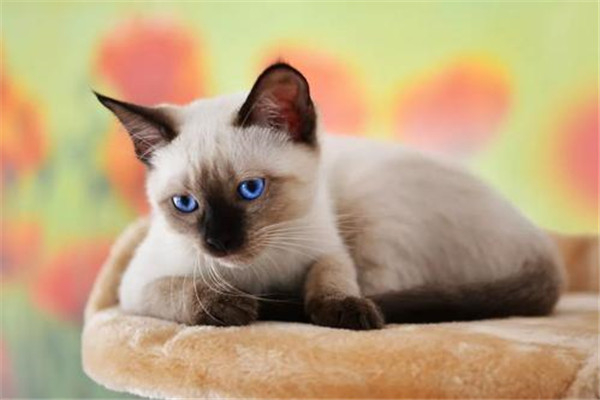 世界上体型最小的猫几千克 新加坡猫（1.8-3.6kg之间）178 / 作者:UFO爱好者 / 帖子ID:95200