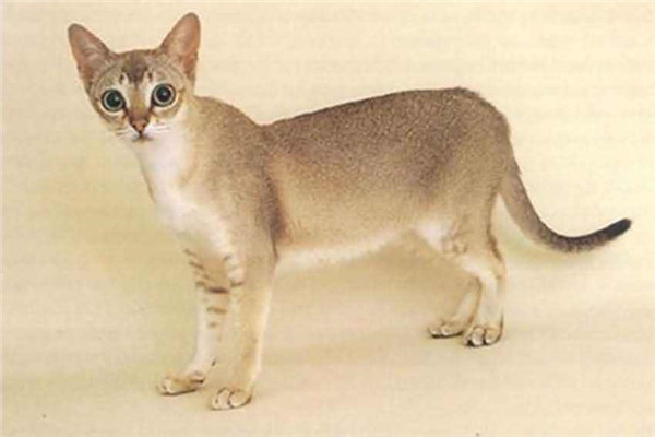 世界上体型最小的猫几千克 新加坡猫（1.8-3.6kg之间）962 / 作者:UFO爱好者 / 帖子ID:95200