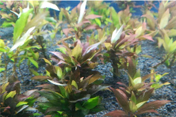 世界上最矮的植物是什么 矮柳（一般不超5cm）22 / 作者:UFO爱好者 / 帖子ID:95301