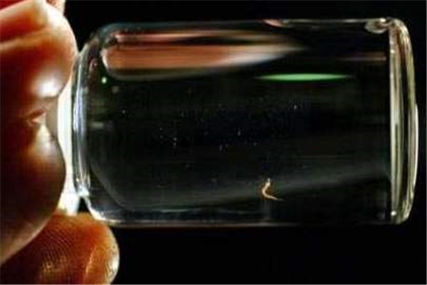 世界上最小的金鱼是什么 胖婴鱼（刚发现就濒临灭绝）781 / 作者:UFO爱好者 / 帖子ID:95346