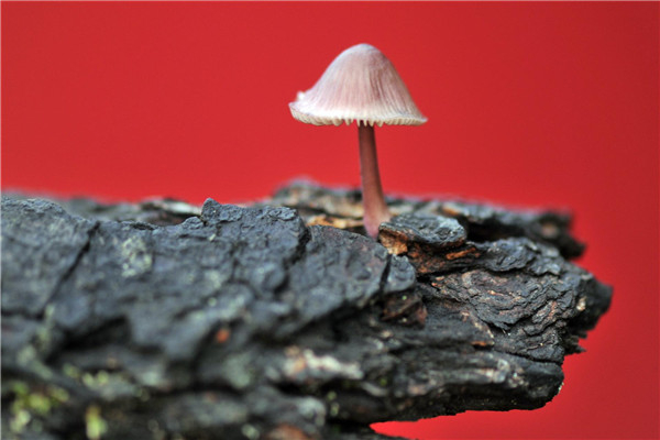 世界上最小的蘑菇是什么 小喷蘑菇（外表美丽实际带毒）207 / 作者:UFO爱好者 / 帖子ID:95345