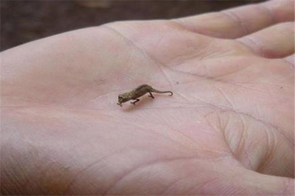 世界上最小的蜥蜴是什么蜥蜴 雅拉瓜壁虎（只有1.6cm）209 / 作者:UFO爱好者 / 帖子ID:95376