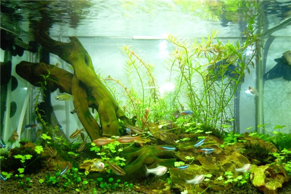 植物分为哪四大类 不同类别植物有着哪些特点883 / 作者:UFO爱好者 / 帖子ID:102681