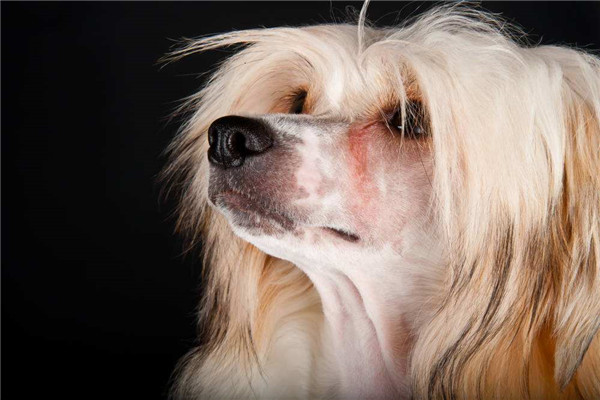 世界上最丑的犬种是什么 冠毛犬（只有头部四肢有毛）738 / 作者:UFO爱好者 / 帖子ID:95405