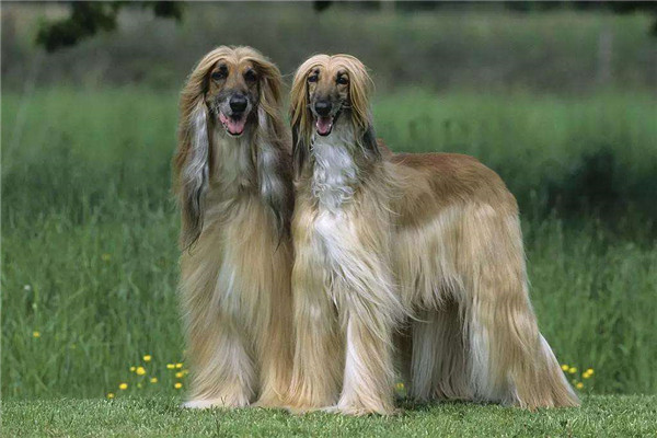 世界上最漂亮的犬种是什么 阿富汗犬（形态优雅端庄）661 / 作者:UFO爱好者 / 帖子ID:95443