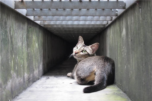 世界上最小的猫品种 新加坡猫的特点是什么498 / 作者:UFO爱好者 / 帖子ID:95477