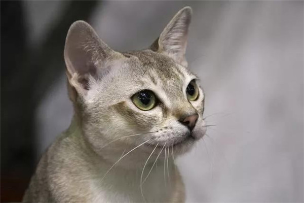 世界上最小的猫品种 新加坡猫的特点是什么119 / 作者:UFO爱好者 / 帖子ID:95477