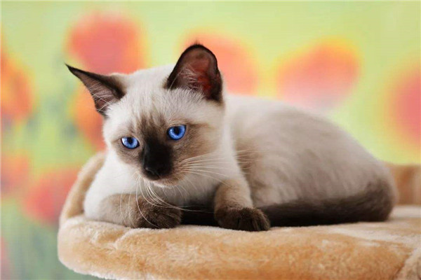 世界上最小的猫品种 新加坡猫的特点是什么257 / 作者:UFO爱好者 / 帖子ID:95477