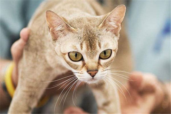 世界上最小的猫品种 新加坡猫的特点是什么320 / 作者:UFO爱好者 / 帖子ID:95477