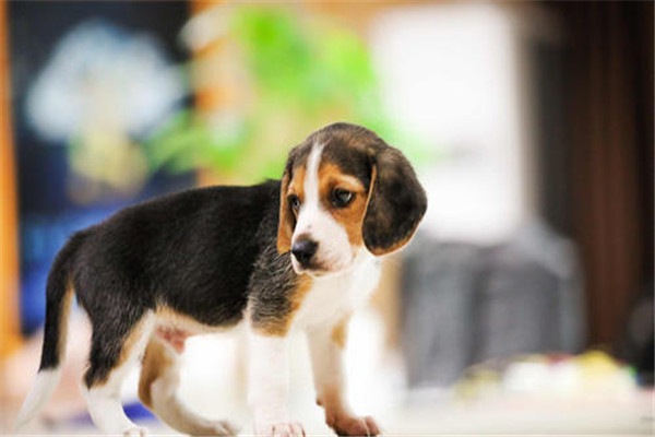 世界上最小的狩猎犬是什么 比格犬（体高不足41厘米）817 / 作者:UFO爱好者 / 帖子ID:95478