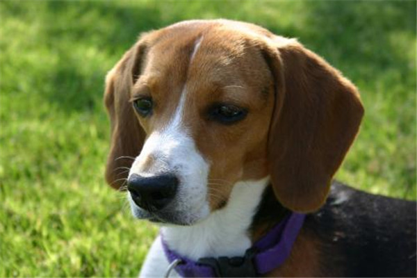 世界上最小的狩猎犬是什么 比格犬（体高不足41厘米）299 / 作者:UFO爱好者 / 帖子ID:95478
