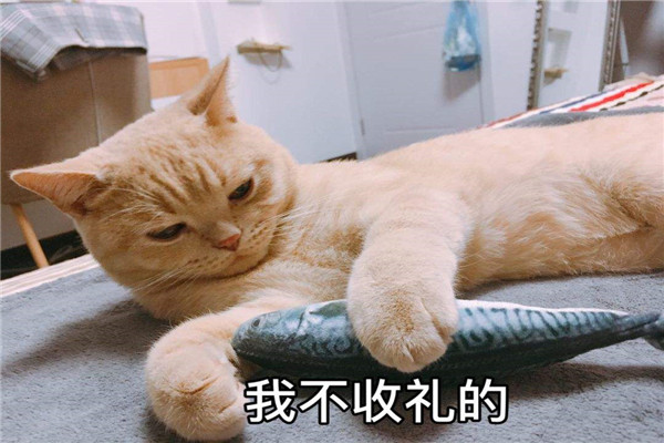 世界最贵的猫是什么猫 怎么样才能养好世界最贵的猫182 / 作者:UFO爱好者 / 帖子ID:95435