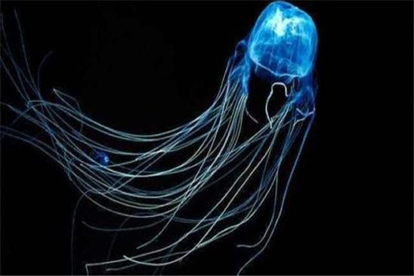 世界上最毒的生物箱水母 箱水母怎样繁殖发育819 / 作者:UFO爱好者 / 帖子ID:95272