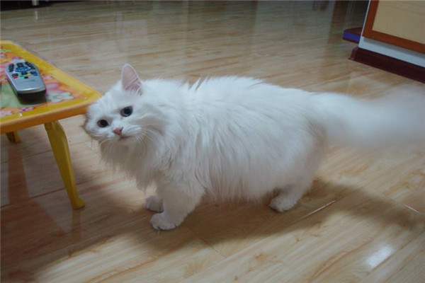 世界上最古老的长毛猫 安哥拉猫的特点是什么768 / 作者:UFO爱好者 / 帖子ID:95233