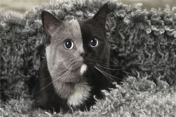 世界上最罕见的猫是什么 双面猫（两边脸颜色不一样）548 / 作者:UFO爱好者 / 帖子ID:95241
