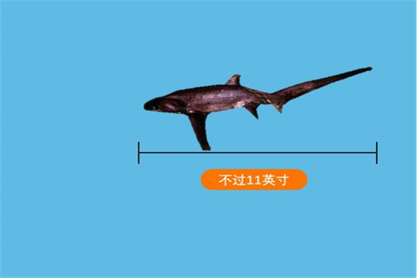 世界上最小的鲨鱼品种 硬背侏儒鲨（体长仅30厘米）165 / 作者:UFO爱好者 / 帖子ID:95270