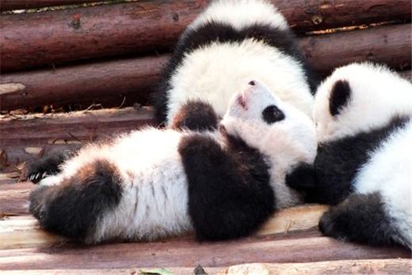 恐龙灭绝了为什么熊猫还在 恐龙为什么没有熊猫生命力顽强314 / 作者:UFO爱好者 / 帖子ID:101926