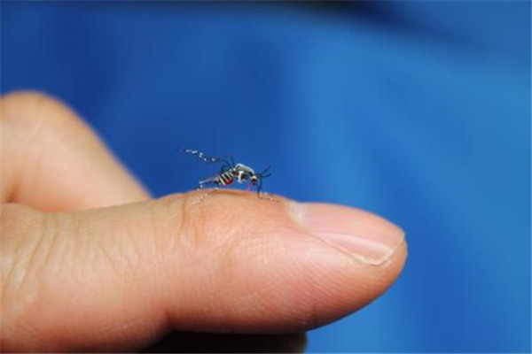 世界上杀人最多动物排行前五名 蚊子第二第一让人惊讶613 / 作者:UFO爱好者 / 帖子ID:94987