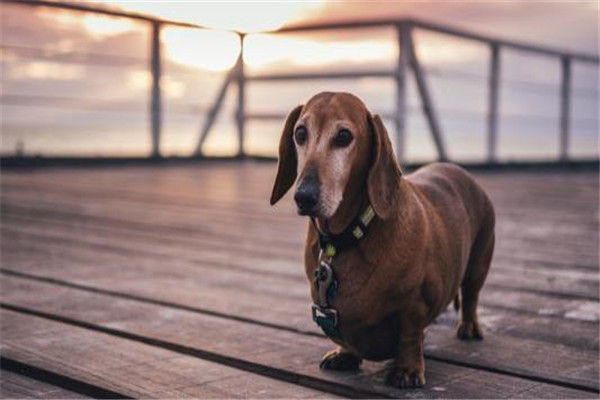 世界上最肥的狗狗是什么 美国腊肠犬欧碧（体型庞大）184 / 作者:UFO爱好者 / 帖子ID:95088